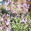Orvosi zsálya (Salvia officinalis)