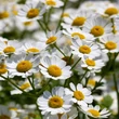 Őszi margitvirág (Tanacetum parthenium)