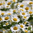 Őszi margitvirág (Tanacetum parthenium) Őszi margitvirág (Tanacetum parthenium)
