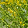 Közönséges apróbojtorján (párlófű) (Agrimonia eupatoria)