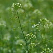 Pásztortáska (Capsella bursa-pastoris)
