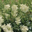 Réti legyezőfű (Filipendula ulmaria)