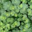 Réti palástfű (Alchemilla xanthochlora)