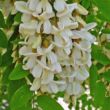 Fehér akác (Robinia pseudoacacia)