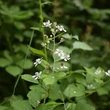 Vad- (fekete-) szeder (Rubus fruticosus)