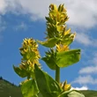 Sárga tárnics (Gentiana lutea)