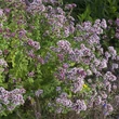 Szurokfű (Origanum vulgare)