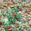 Szúrós csodabogyó (Ruscus aculeatus)