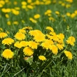 Pongyola pitypang, gyermekláncfű (Taraxacum officinale)