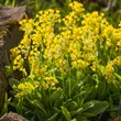 Tavaszi kankalin (Primula veris)