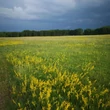 Tejoltó galaj (Galium verum)
