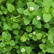 Tyúkhúr (Stellaria media)