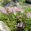 Vadkakukkfű (Thymus serpyllum) Vadkakukkfű (Thymus serpyllum)