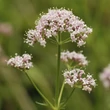 Valeriána (Macskagyökér, Valeriana officinalis)