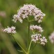 Valeriána (Macskagyökér, Valeriana officinalis) Valeriána (Macskagyökér, Valeriana officinalis)
