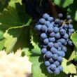 Vörös szőlő (Vitis vinifera)