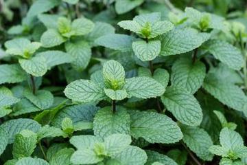 mentha-piperita