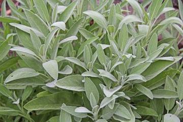 salvia-officinalis