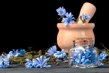 cichorium-intybus