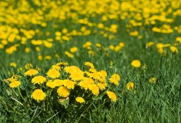 taraxacum-officinale