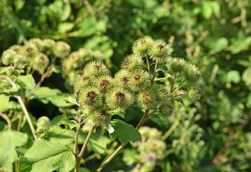 arctium-lappa
