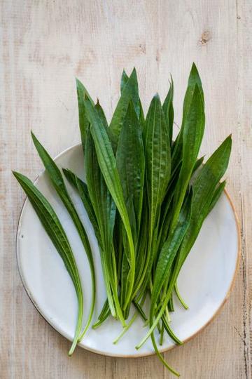 plantago-lanceolata