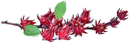 hibiszkuszvirág csészelevél