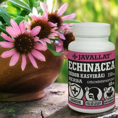 JAVALLAT® Echinacea (Bíbor kasvirág) kapszula - SonicFine® gyógynövényporból