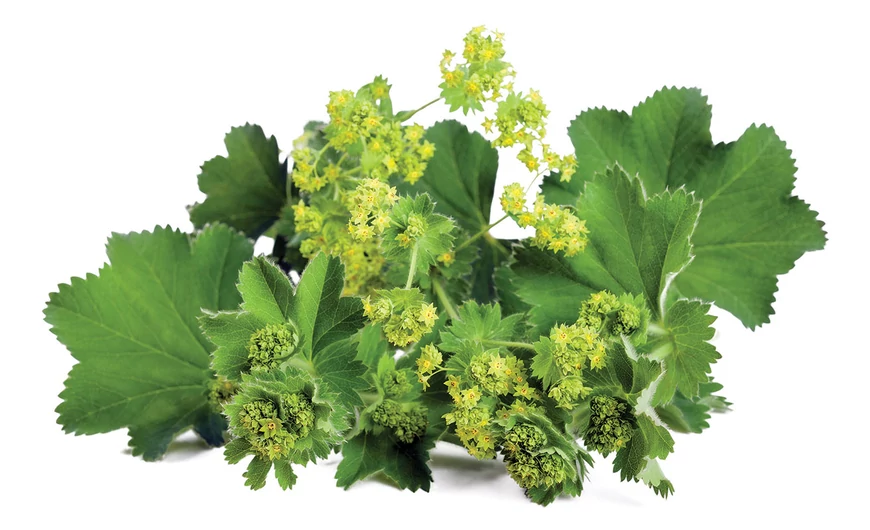 Réti palástfű – herba