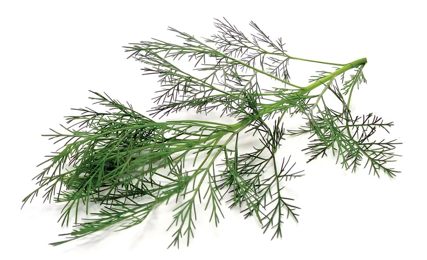 Istenfa | Ürömcserje – herba