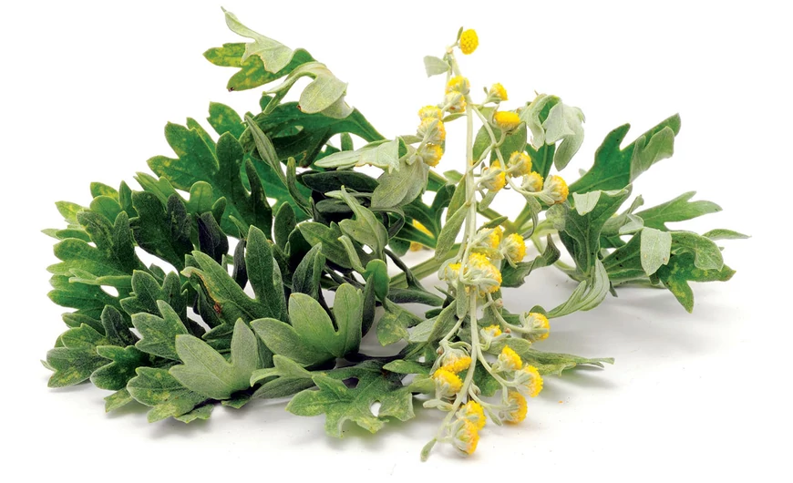 Fehér üröm – herba