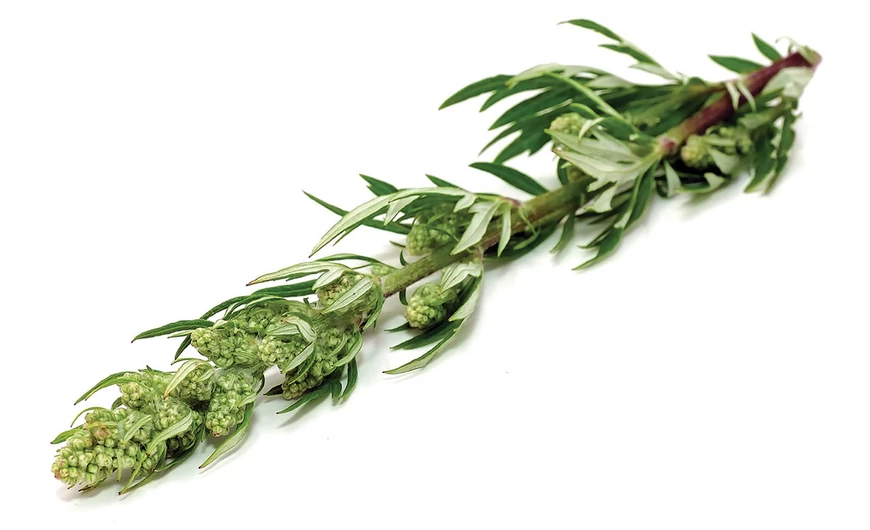 Fekete üröm – herba