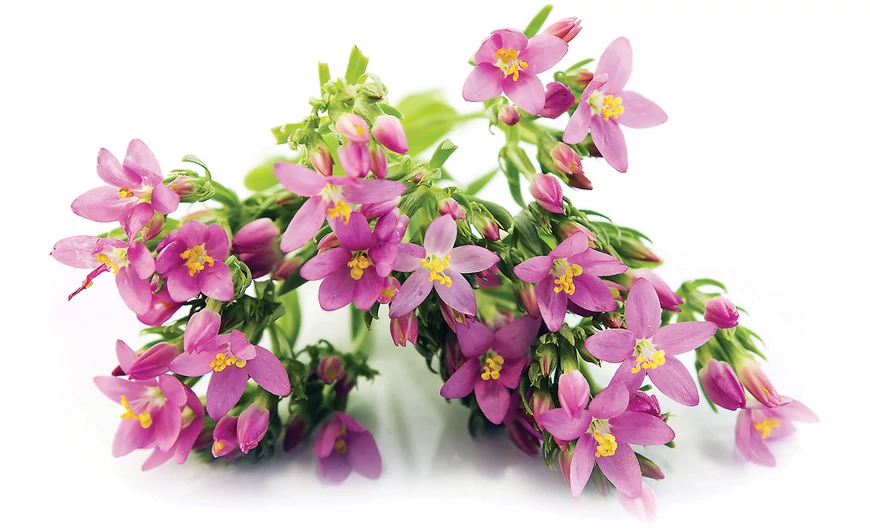 Kis ezerjófű – herba