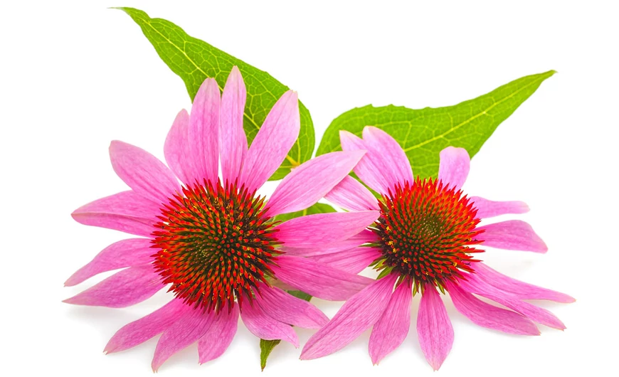 Echinacea (kasvirág) – gyökér