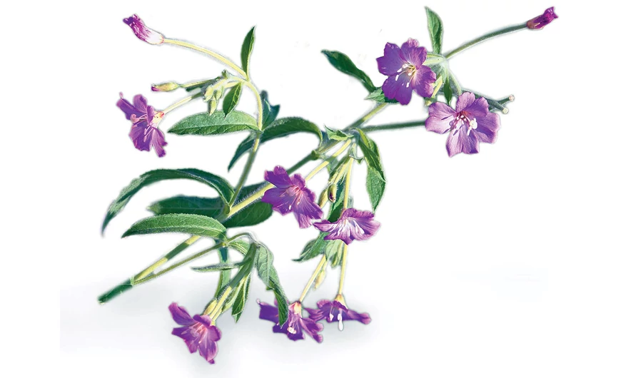 Kisvirágú füzike – herba