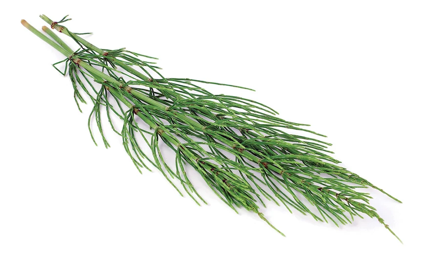 Mezei zsurló – herba
