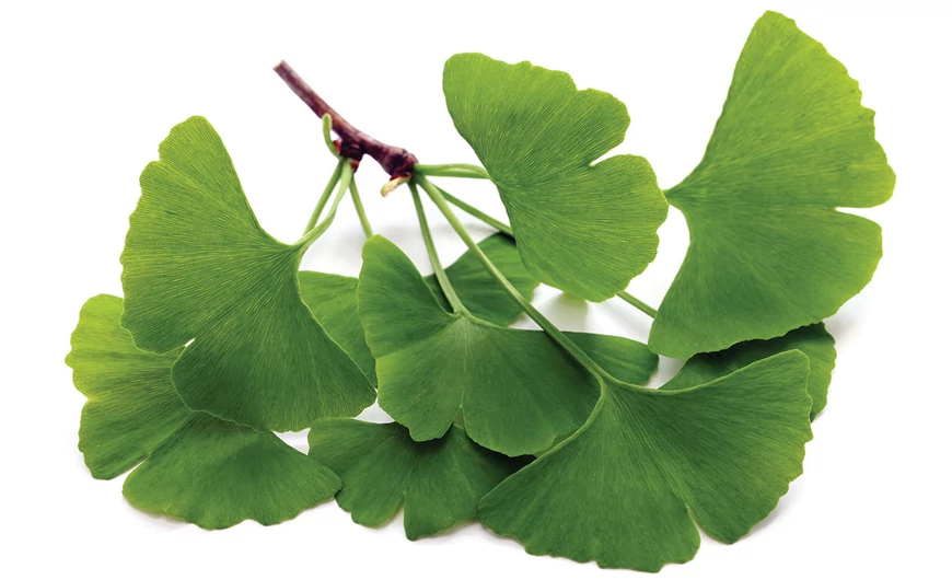 Ginkgo – levél