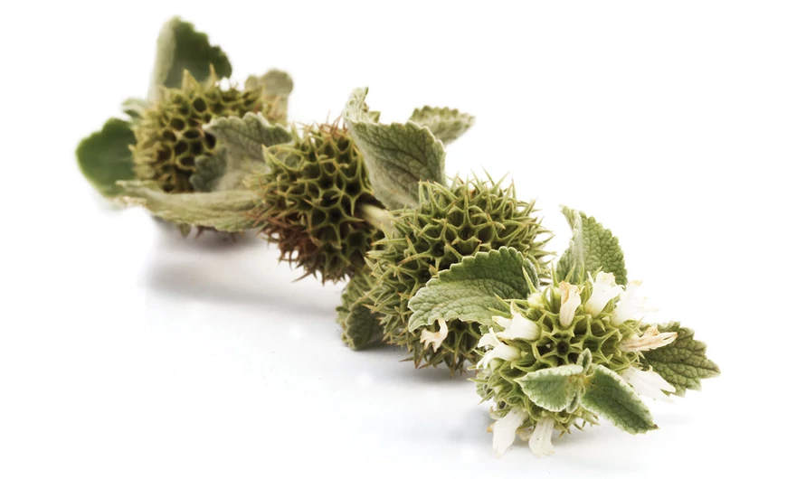 Orvosi pemetefű – herba