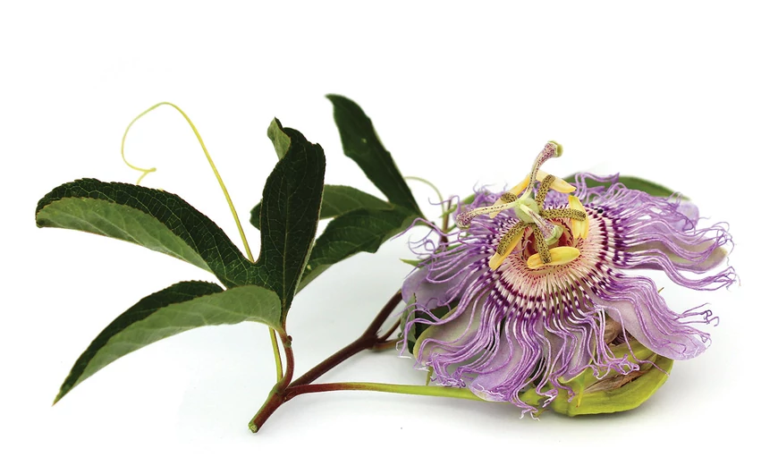 Golgotavirág – herba
