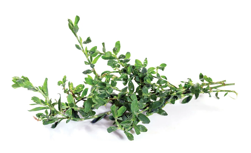 Madárkeserűfű – herba