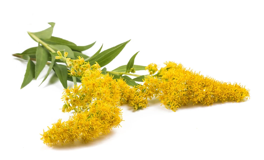 Aranyvessző – herba