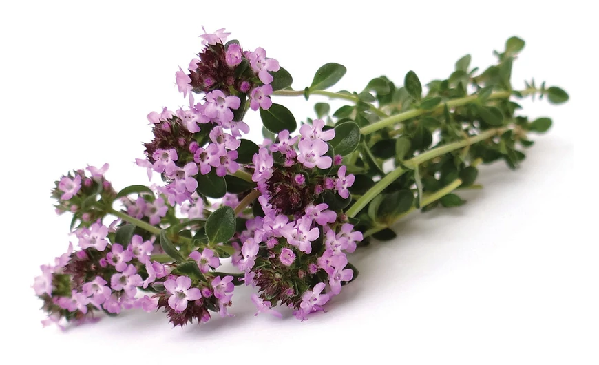 Kerti kakukkfű – herba