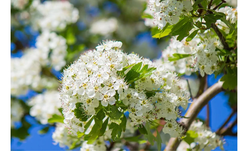 Galagonya: ezek az új tudományos eredmények mindent megváltoztatnak!