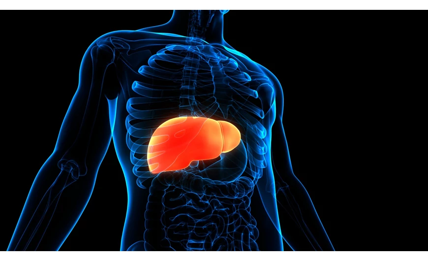 Kiegészítő fitoterápiás lehetőségek a nem-alkoholos zsírmájbetegség kezelésében